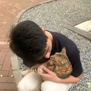 🐨 bcec76d7 猫, ペット, 人, 動物, 友情, 愛 telegram sticker