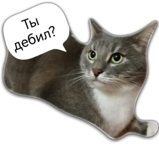 🤨 021b16f4 Ты дебил? gatto, russo, offensivo, insulto, animale whatsapp sticker