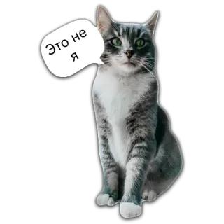 😐 12608371 Это не я gatto, gatto grigio, animale, carino, adesivo, fumetto whatsapp sticker