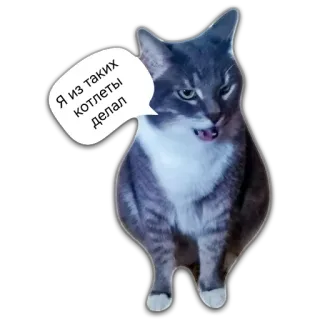 🤘 1b8d2153 Я из таких котлеты делал gatto, котлеты, russo, animale, carino whatsapp sticker