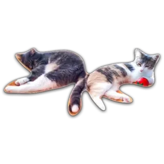 💞 2e9fb8a0 gatto, animale domestico, animale, gatto domestico, dormire, carino, gattino whatsapp sticker