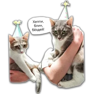 🎂 445f635b Хеппи, блин, бездей! gatto, animale, compleanno, felice, festa, party whatsapp sticker