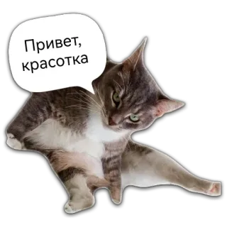 💝 4e0d0cad Привет, красотка gatto, saluto, animale, adesivo, carino, animale domestico whatsapp sticker