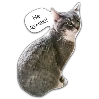 🤔 53b1f1d8 Не думаю! gatto, gatto grigio, carino, animale domestico, animale, meme whatsapp sticker