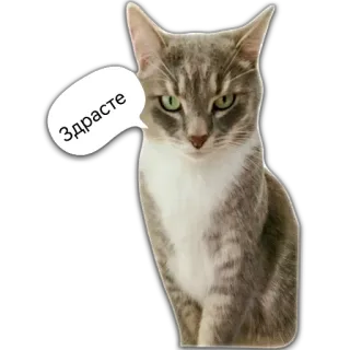 😁 603f8847 Здрасте gatto, animale, animale domestico, saluto, russo whatsapp sticker