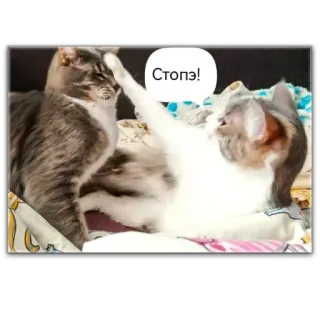 ⛔ 7c11cc92 Стопэ! gatti, divertente, stop, animale, gattino whatsapp sticker