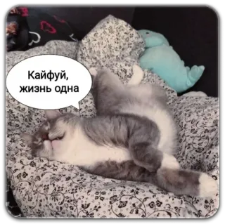 😌 7f5cfab1 Кайфуй, жизнь одна gatto, dormire, rilassante, felice, contento whatsapp sticker