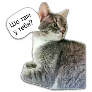 🧐 8a330d8c Шо там у тебя? gatto, domanda, fumetto, russo, animale whatsapp sticker