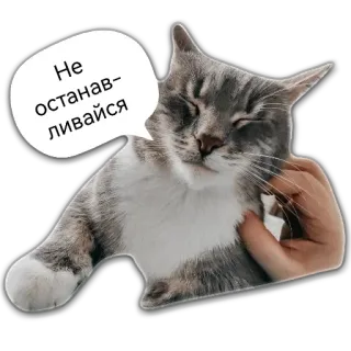 😻 9a9d013c Не останавливайся gatto, animale domestico, animale, animale domestico, carezza, carino whatsapp sticker