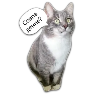 😯 ad724e72 Совпадение? gatto, gatto grigio, fumetto, animale, carino, animale domestico whatsapp sticker