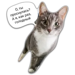 😏 ceb90350 О, ты проснулась? А я, как раз, голодный gatto, affamato, animale, animale domestico, animale domestico whatsapp sticker