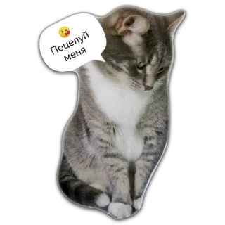 😘 e86fa641 Поцелуй меня gatto, animale, animale domestico, bacio, carino, divertente whatsapp sticker