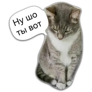 😔 f55d9559 Ну шо ты вот gatto, animale, russo, testo, adesivo whatsapp sticker