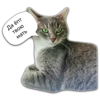 🤬 f735c50b Да ёпт твою мать gatto, adesivo, russo, offensivo, parolaccia, animale, gatto grigio whatsapp sticker