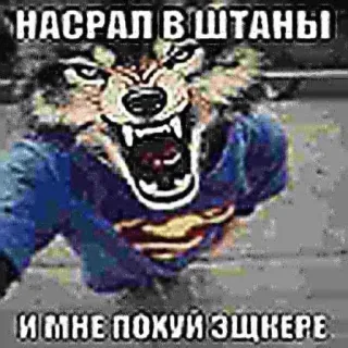 😍 95159ac2 НАСРАЛ В ШТАНЫ
И МНЕ ПОКУЙ Э3КЕРЕ Lobo, Humor, Ofensivo, Meme telegram sticker