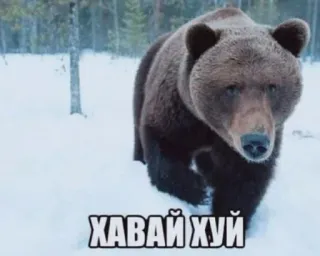 😍 c1d7d479 ХАВАЙ ХУЙ oso, nieve, bosque, animal, ofensivo telegram sticker