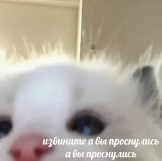 ❤️ 0495e80f извините а вы проснулись cat, meme, sorry, woke up, cute telegram sticker