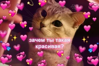 ❤️ 2b4a8a2e зачем ты такая красивая? cat, hearts, love, cute, russian, beautiful, pet, animal telegram sticker