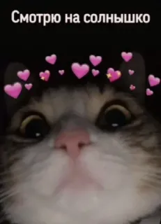 ❤️ 3e95a8bb Смотрю на солнышко cat, hearts, cute, animal, pet, sun telegram sticker