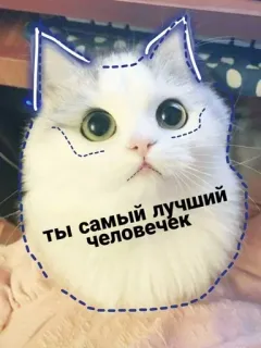 ❤️ 46b83721 Ты самый лучший человечек cat, cute, pet, animal, sticker, text telegram sticker