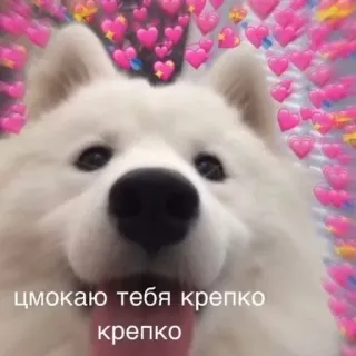 ❤️ 6a1607e4 цмокаю тебя крепко крепко dog, hearts, love, affection, cute, samoyed telegram sticker