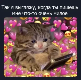 ❤️ 7fc92bdb Так я выгляжу, когда ты пишешь мне что-то очень милое cat, meme, cute, love, heart, reaction telegram sticker