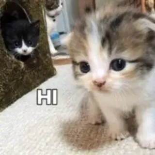 😗 1fffc249 HI kociak, kot, zwierzę domowe, zwierzę, słodki, cześć telegram sticker