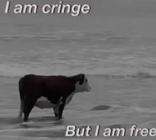 🏮 586e9472 I am cringe
But I am free krowa, mem, plaża, żenada, wolność telegram sticker