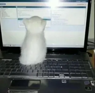 🎀 6f200632 kot, komputer, laptop, biuro, biznes, słodki, zwierzę telegram sticker