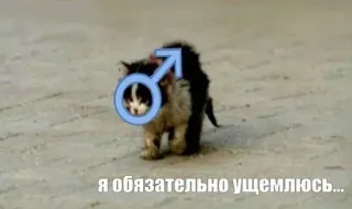 🤡 81fc54e7 я обязательно ущемлюсь... koty, humor telegram sticker