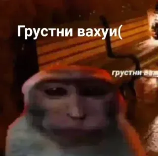 😭 82068b09 Грустни вахуи( małpa, smutny, mem, zwierzę, rosyjski, wahui telegram sticker