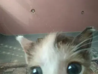 🎀 88991847 kot, zwierzę, zwierzak, zwierzę domowe, portret telegram sticker