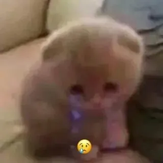 🎀 9d9b356e kot, smutny, słodki, kociak, łzy, emocjonalny telegram sticker