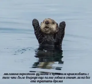 🥰 a6df98f7 милашка перестань думать о прошлом кринжевать с того что было впереди еще полно говна и стоит ли на все ето тратить время wydra, wydra morska, śmieszne, mem, zwierzę telegram sticker