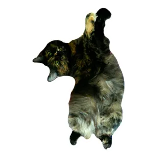 😴 e7adfc1b แมว, สัตว์, สัตว์เลี้ยง, แมว, แมวกระดองเต่า telegram sticker