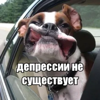 🕊 6e3a561a депрессии не существует собака, смешной, мем, русский, депрессия, оптимистичный telegram sticker