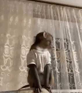 el mono :: @fStikBot telegram stickers