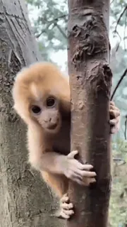 🐒 2794bd2e khỉ, dễ thương, động vật, cây, động vật hoang dã telegram sticker