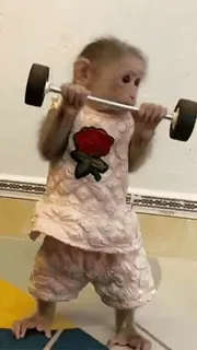 el mono :: @fStikBot whatsapp stickers