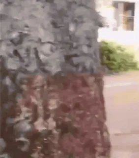 🐒 90494b52 telegram sticker