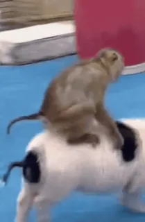 el mono :: @fStikBot whatsapp stickers