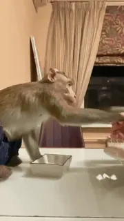 el mono :: @fStikBot telegram stickers