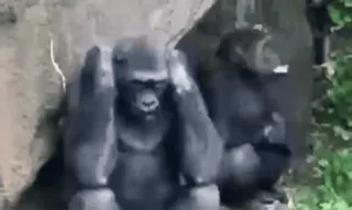 el mono :: @fStikBot whatsapp stickers