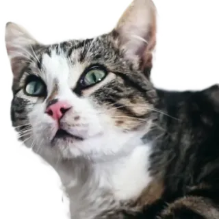 😺 7cc96609 kucing, binatang, hewan peliharaan, felin telegram sticker