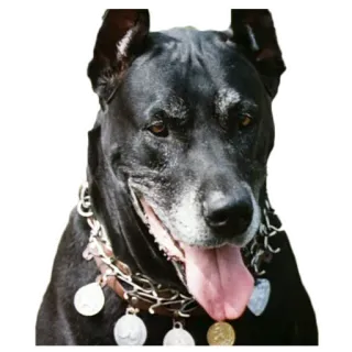 🐶 b298d979 anjing, hewan, peliharaan, anjing hitam, ras besar, kalung, medali, anjing telegram sticker