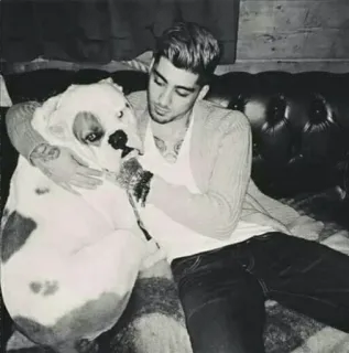 🐶 e37e5ecf Zayn Malik zayn malik, cantor, cachorro, animal de estimação, celebridade, música, retrato telegram sticker