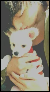 🃏 a8c91641 thú cưng, chó, chó con, động vật, dễ thương, chân dung, người telegram sticker