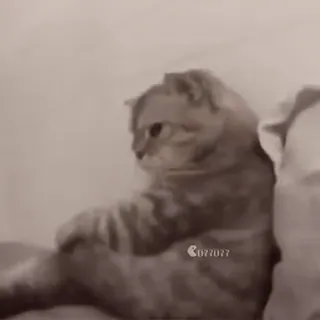 🌟 633d28c6 Katze, Tier, Haustier, Katzenartig, Säugetier, Hauskatze telegram sticker
