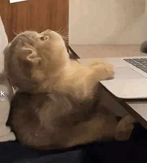 🐈 6c7418dd Katze, Laptop, Tier, Süß, Haustier, Tastatur telegram sticker