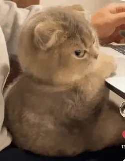 🐈 c367ab47 Katze, Tier, Schottische Faltohrkatze, Laptop, süß, Haustier telegram sticker